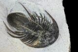 Spiny Kolihapeltis Trilobite - Rare Species #108779-5